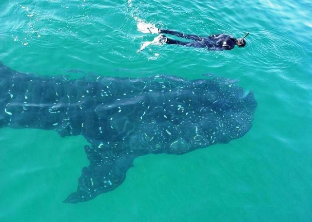 nado con tiburon ballena